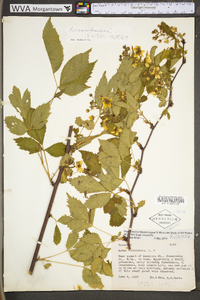 Rubus canadensis image