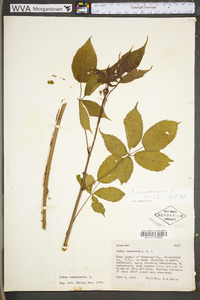 Rubus canadensis image