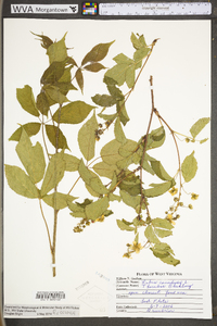 Rubus canadensis image