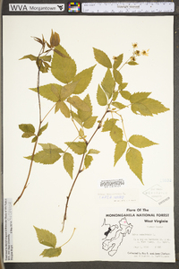 Rubus canadensis image