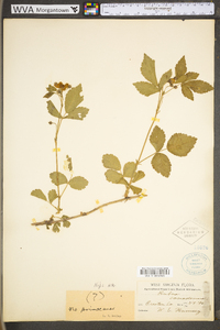 Rubus canadensis image