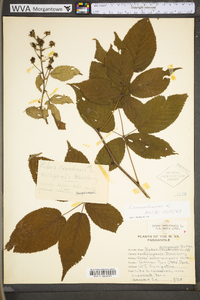 Rubus canadensis image