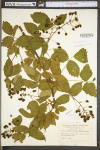 Rubus canadensis image