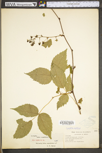 Rubus canadensis image