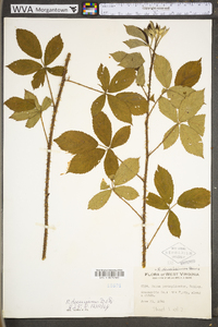 Rubus densissimus image