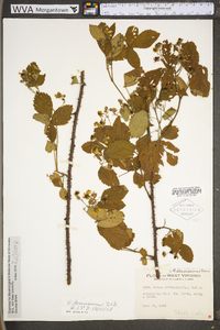 Rubus densissimus image