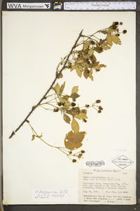 Rubus densissimus image