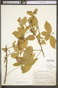 Rubus densissimus image