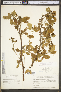 Rubus densissimus image