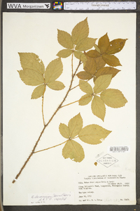 Rubus densissimus image