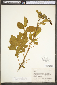 Rubus densissimus image