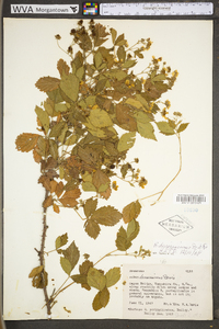 Rubus densissimus image