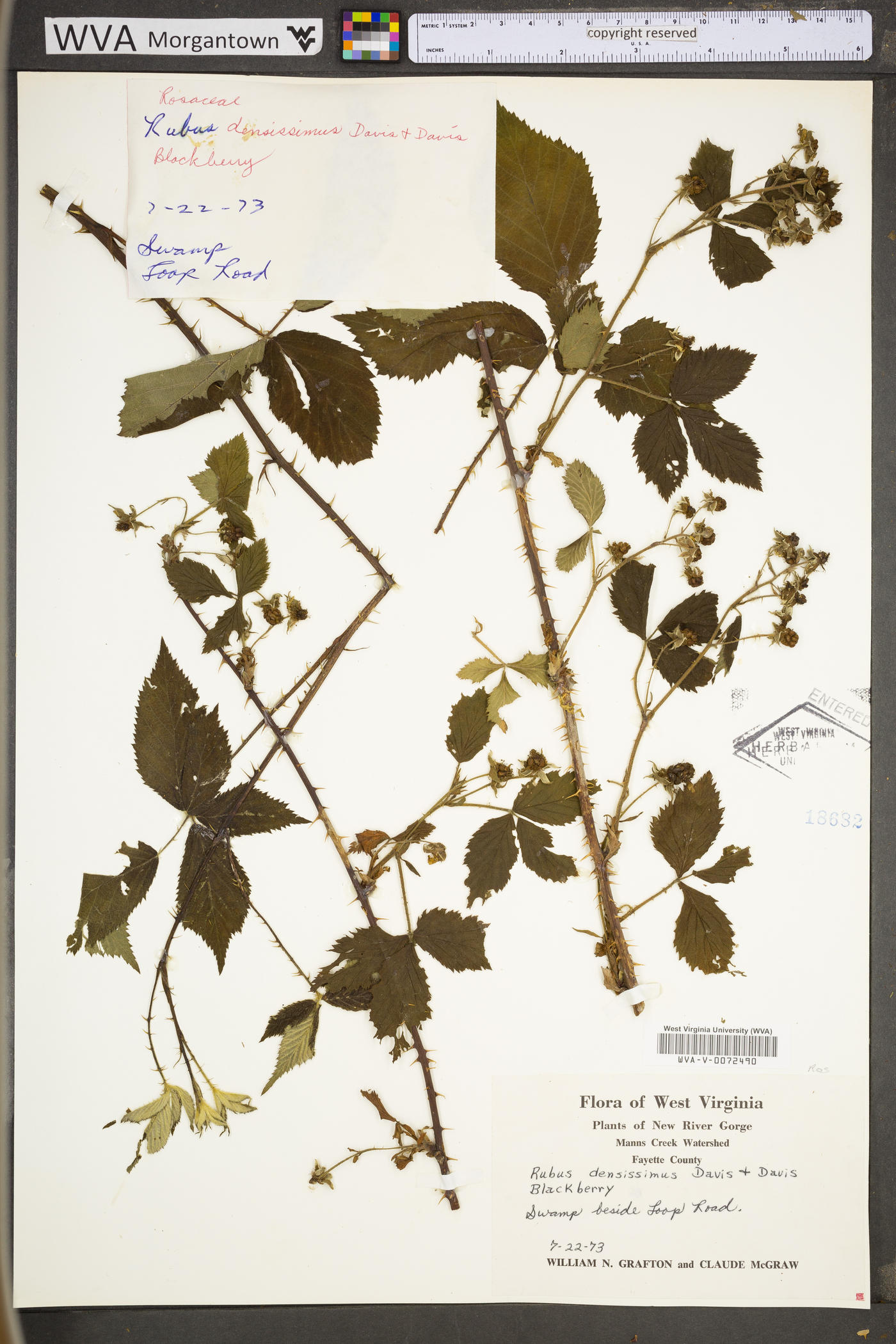 Rubus densissimus image