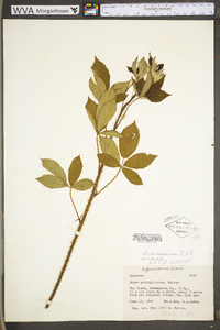 Rubus densissimus image