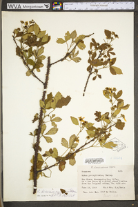 Rubus densissimus image