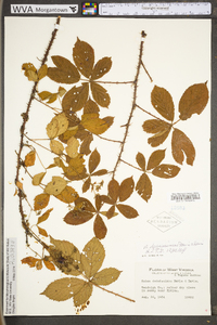 Rubus densissimus image