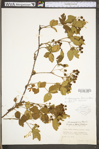 Rubus densissimus image