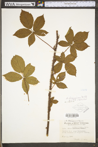 Rubus densissimus image