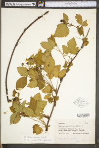 Rubus densissimus image