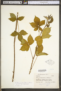 Rubus densissimus image