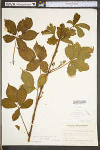 Rubus densissimus image