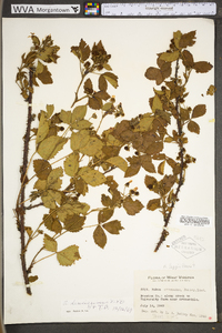 Rubus densissimus image