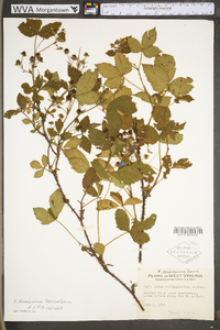 Rubus densissimus image