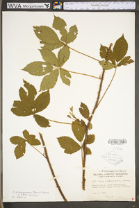 Rubus densissimus image