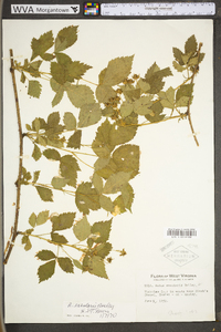 Rubus densissimus image