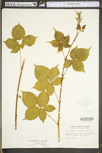 Rubus densissimus image