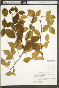 Rubus densissimus image