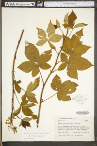 Rubus densissimus image