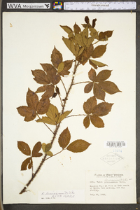 Rubus densissimus image