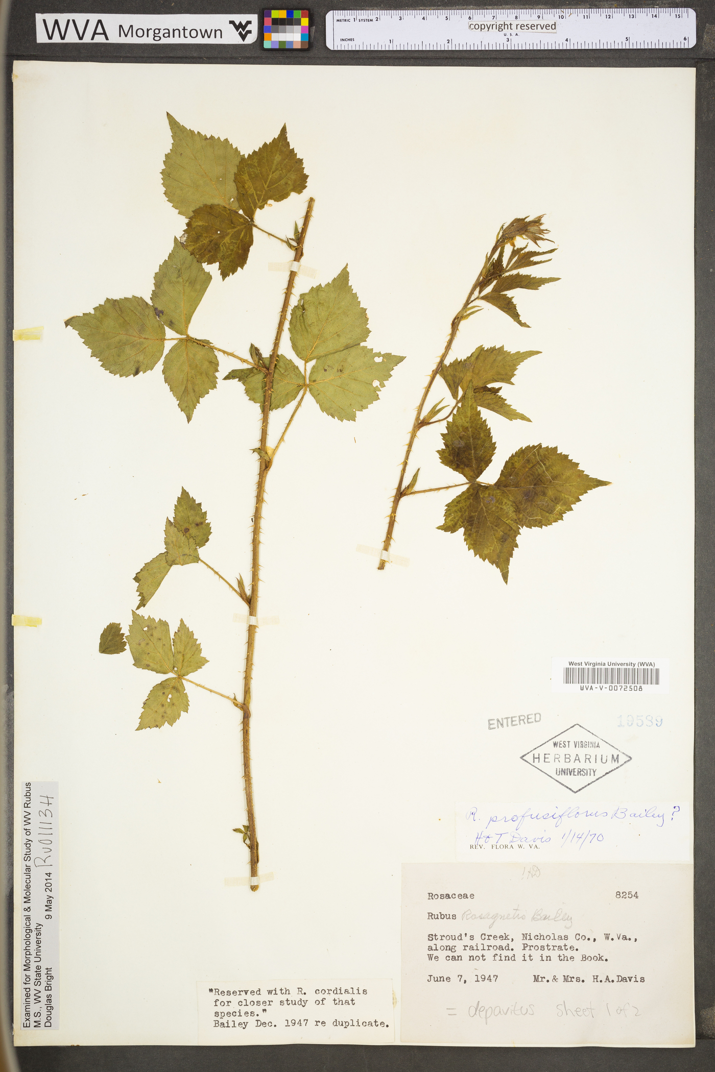 Rubus depavitus image