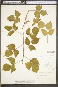 Rubus depavitus image