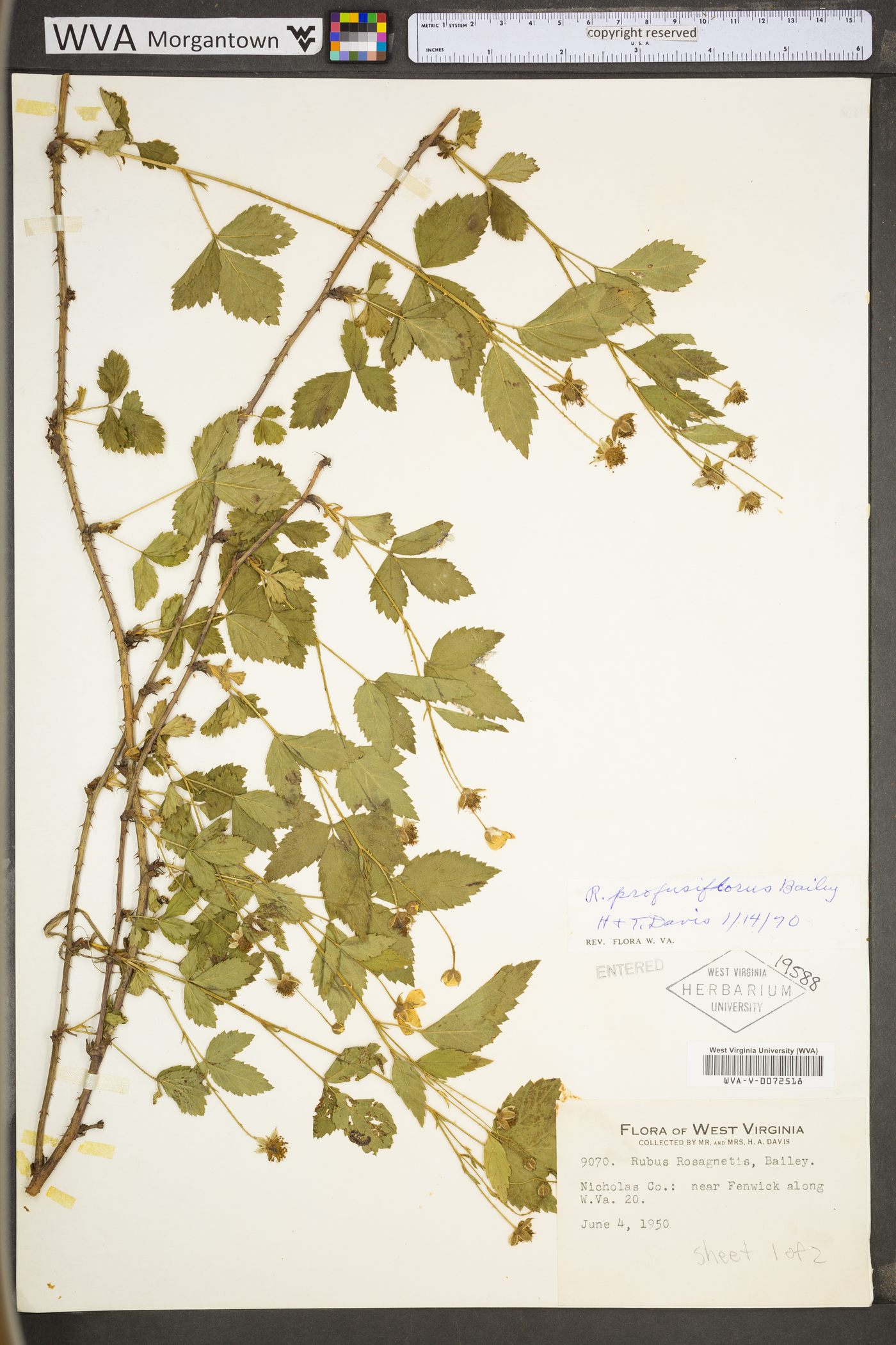 Rubus depavitus image