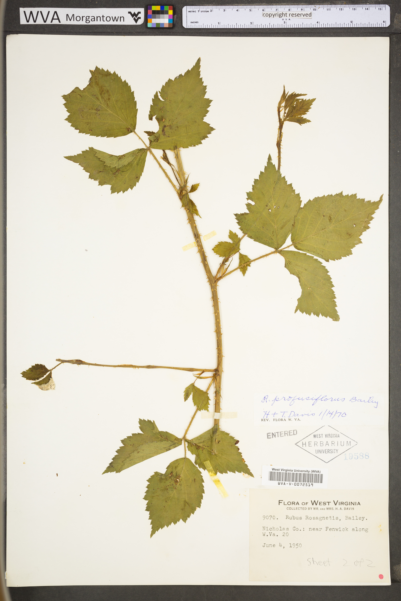 Rubus depavitus image