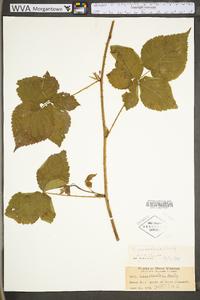 Rubus exsularis image