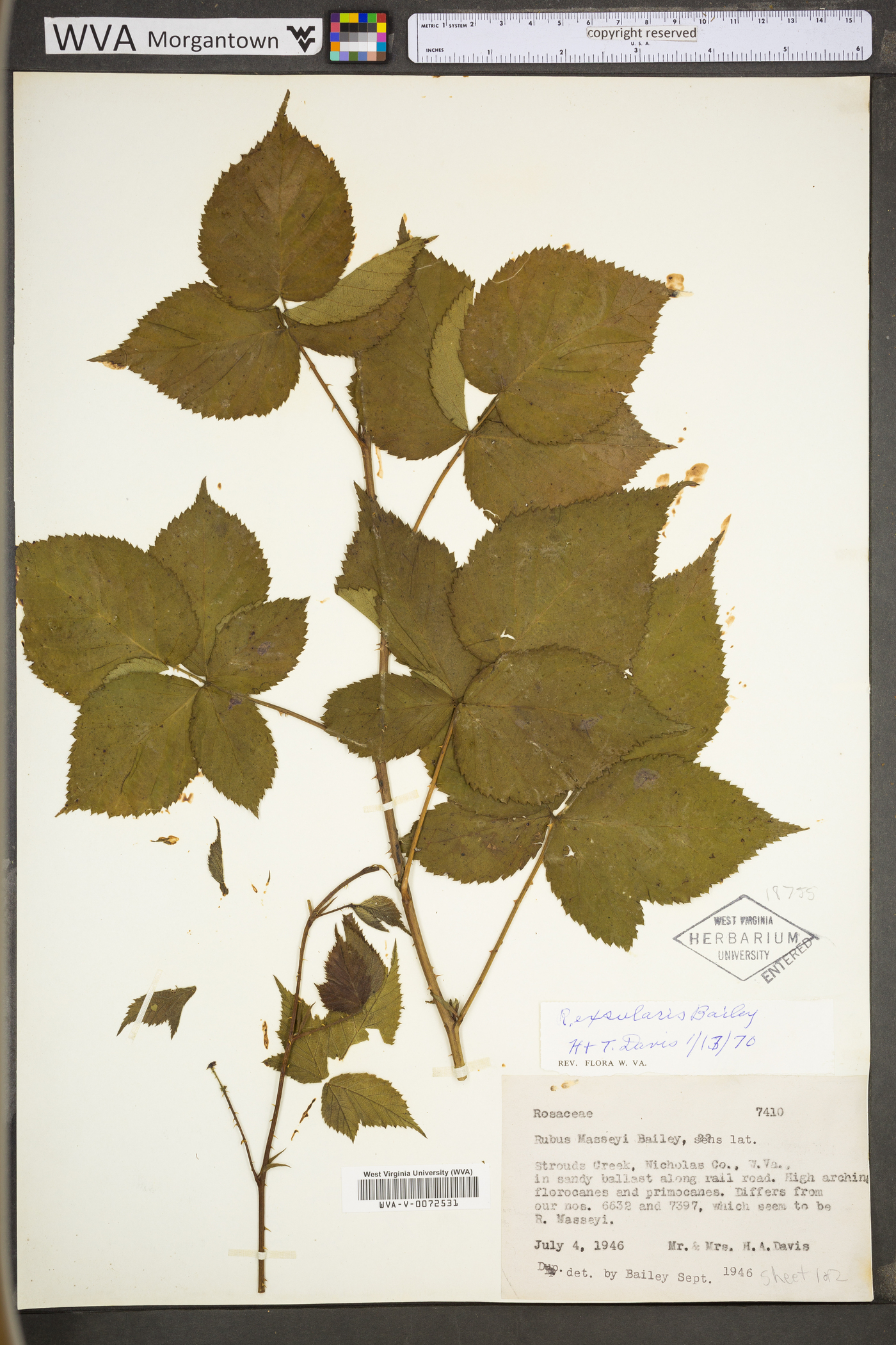 Rubus exsularis image