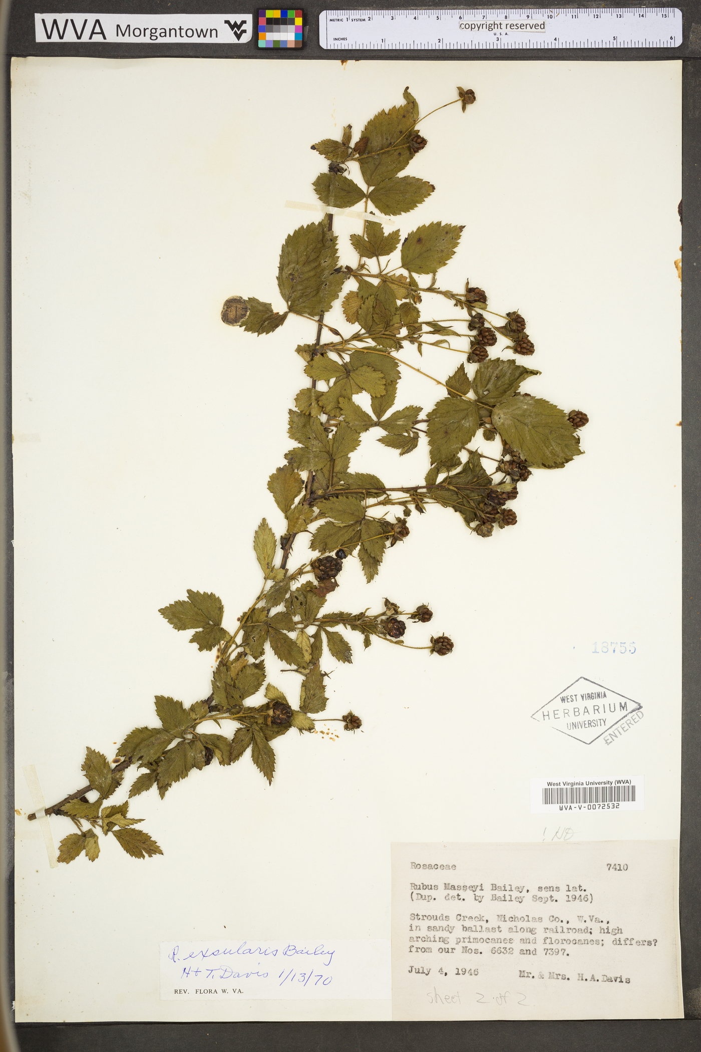 Rubus exsularis image