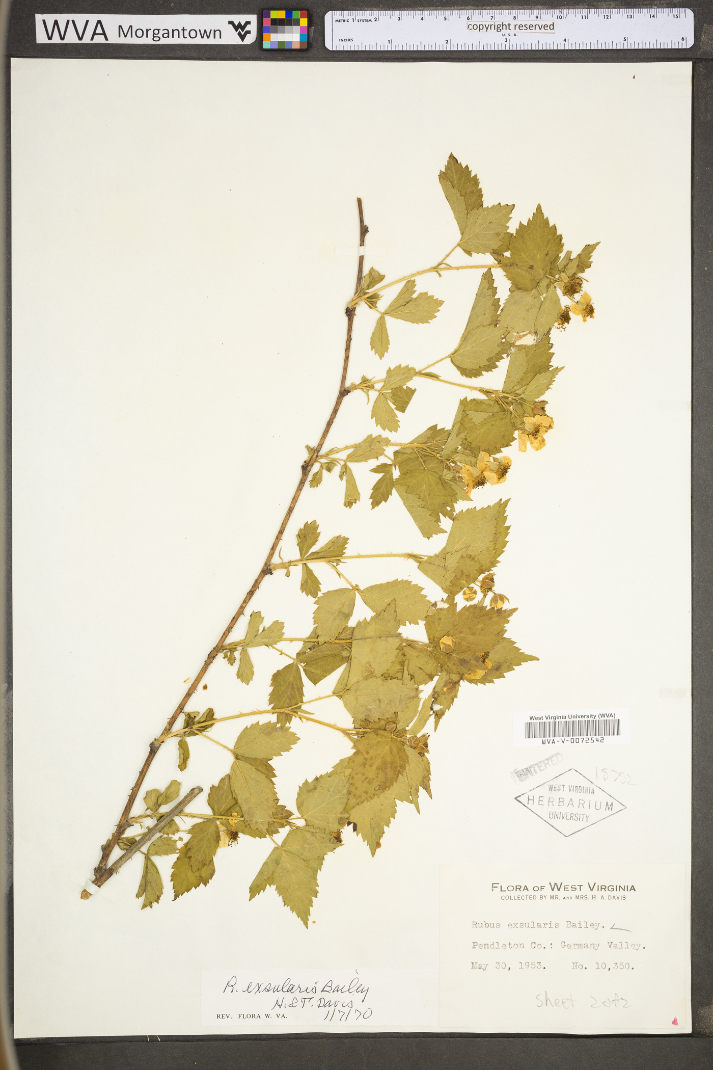 Rubus exsularis image
