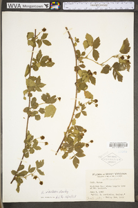 Rubus fecundus image