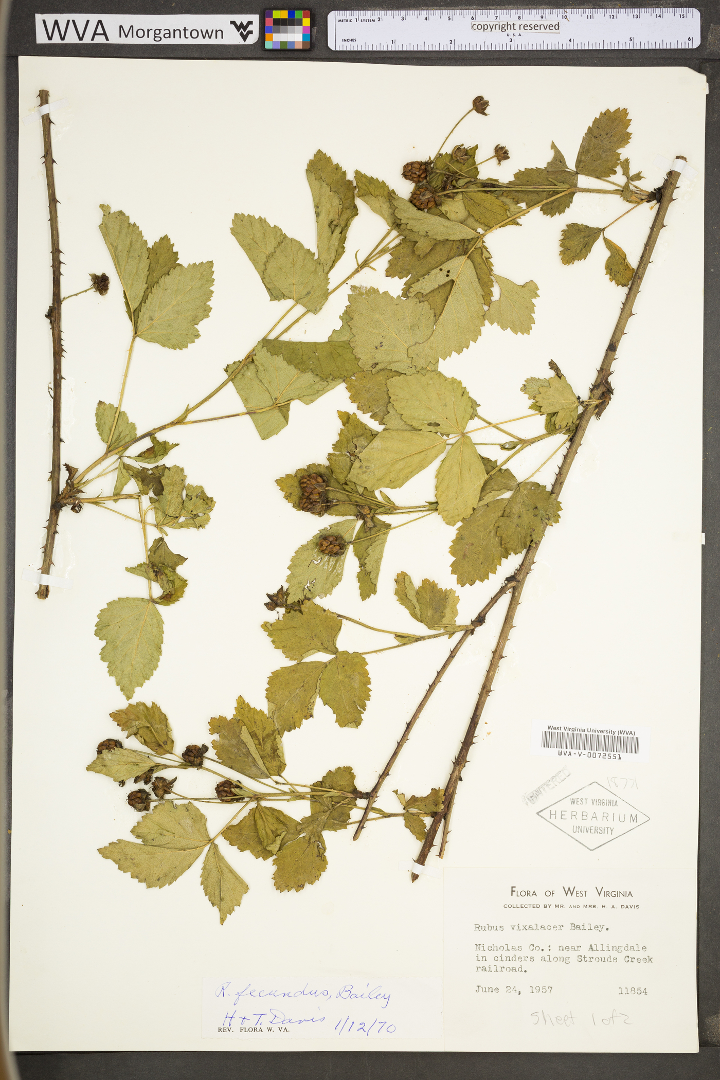 Rubus fecundus image