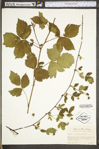 Rubus fecundus image