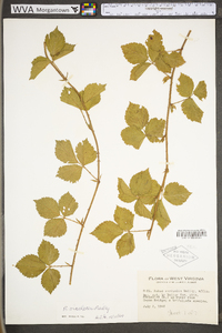 Rubus fecundus image