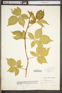 Rubus fecundus image