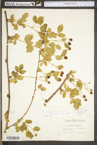 Rubus fecundus image