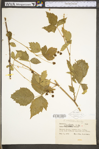 Rubus fecundus image