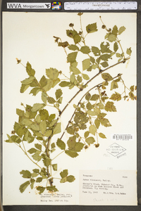 Rubus fecundus image