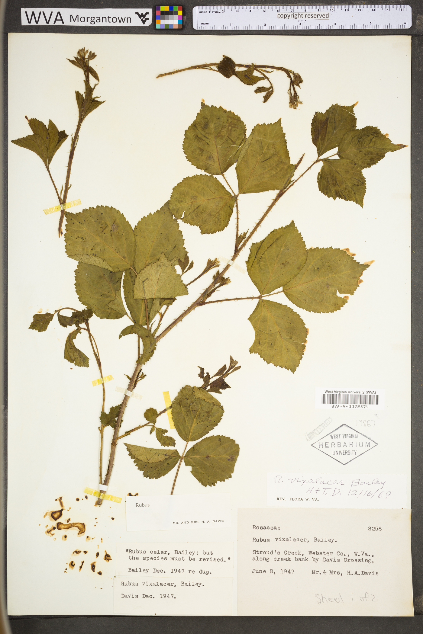 Rubus fecundus image